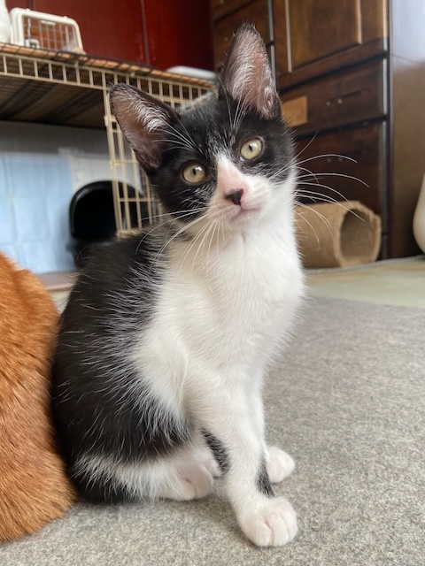 登録している生体