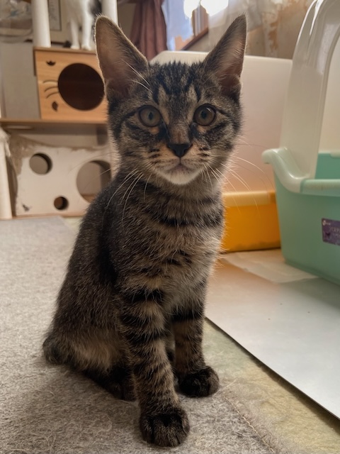 登録している生体