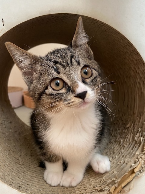 登録している生体