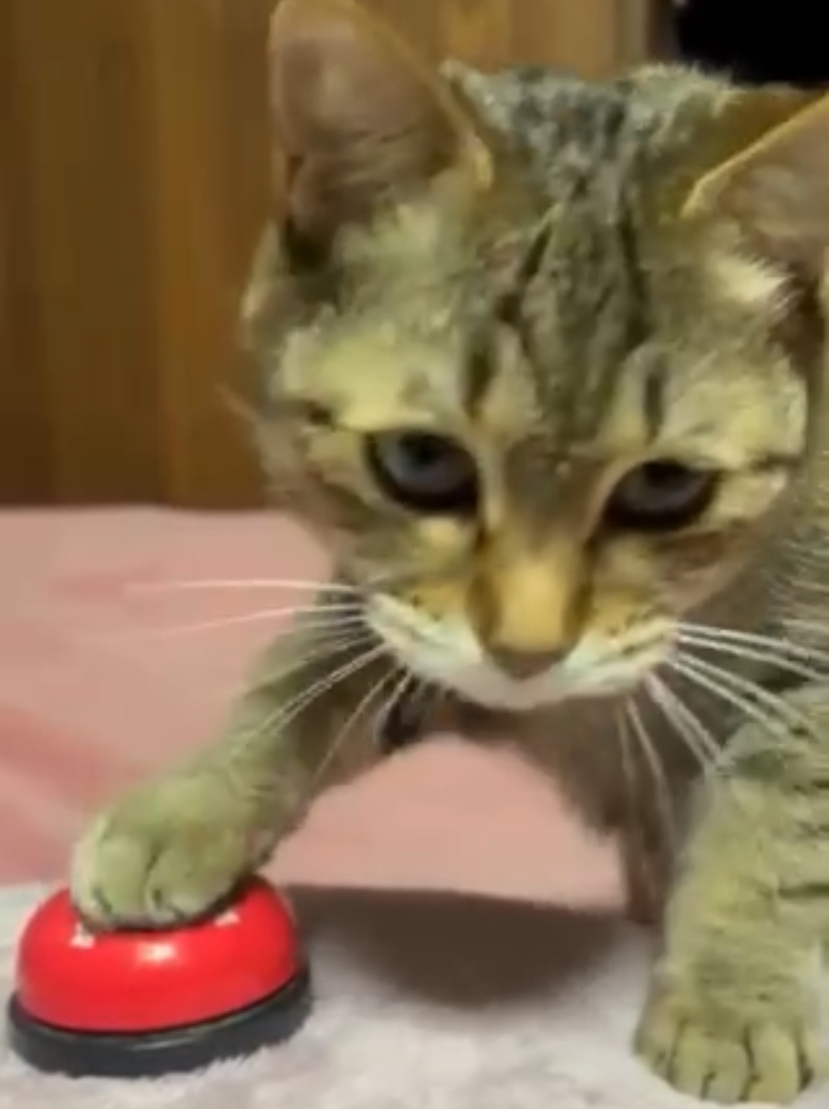 登録している生体