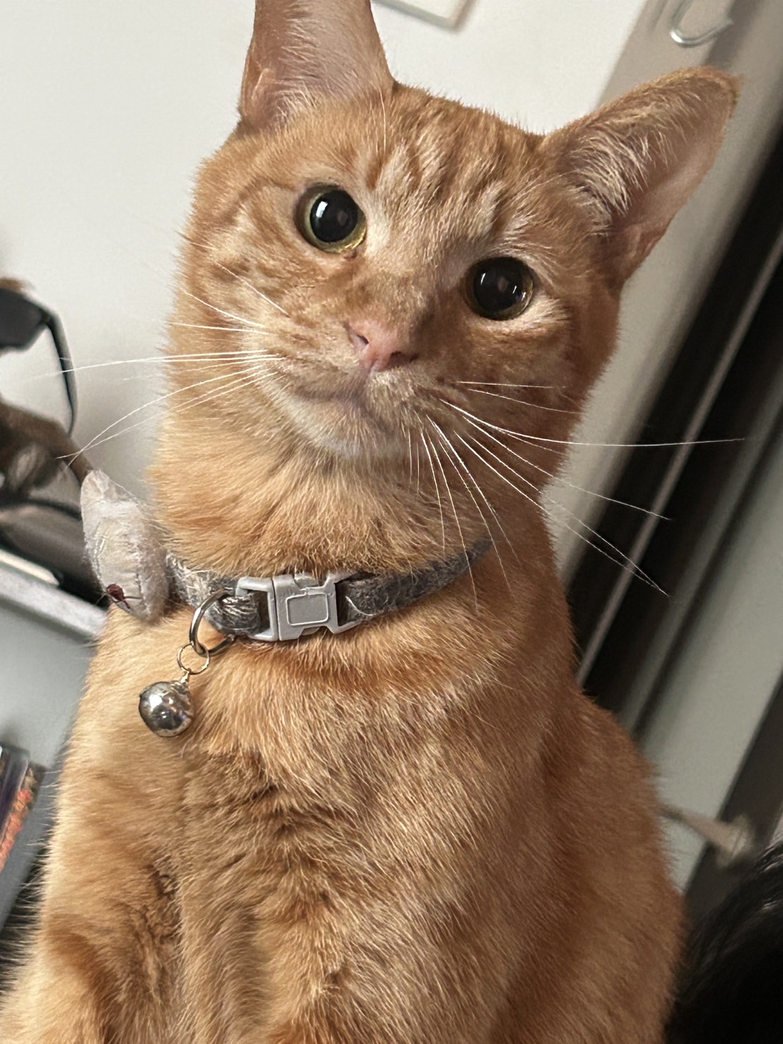 浜松ねこシェルター