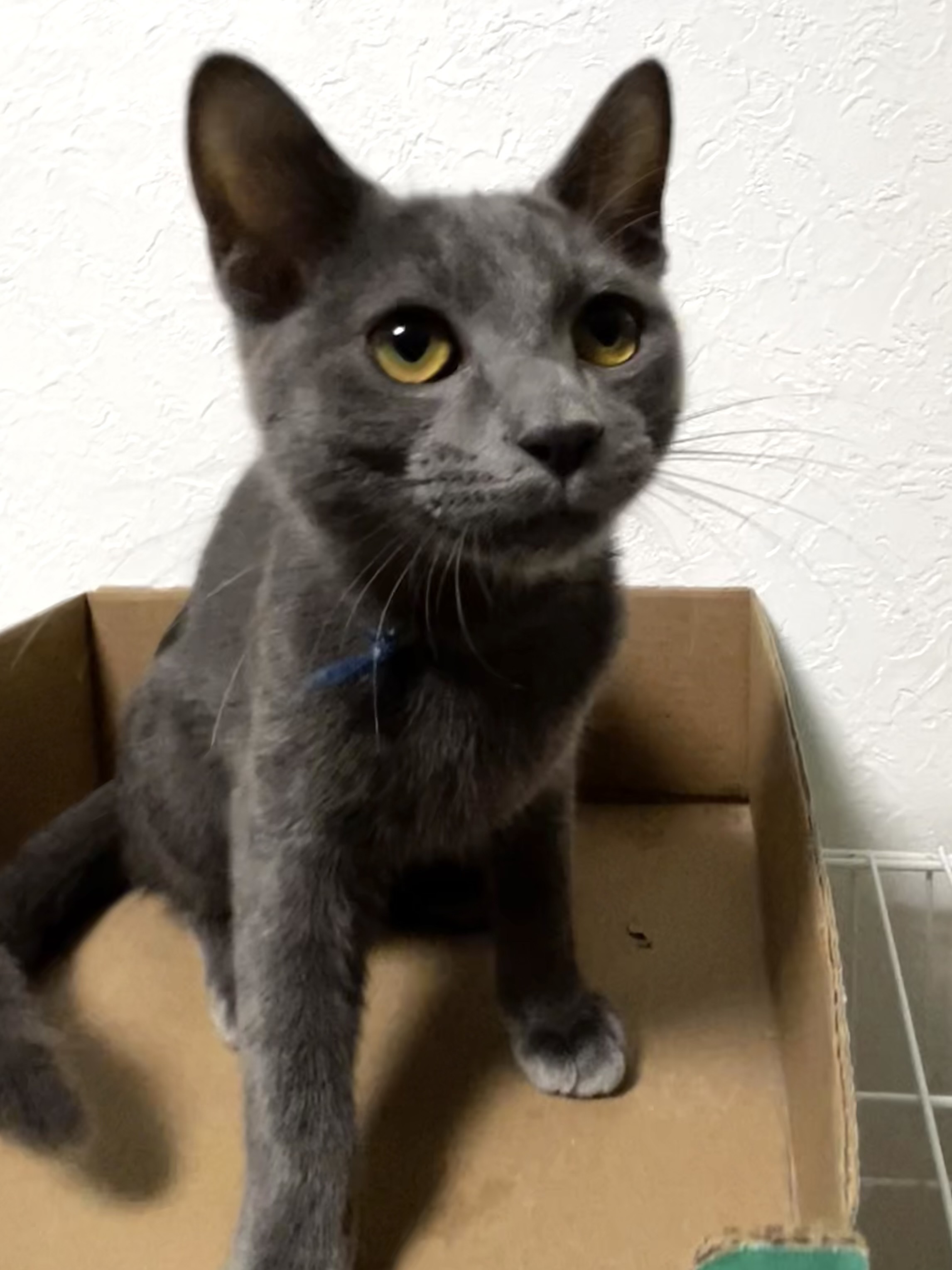 登録している生体