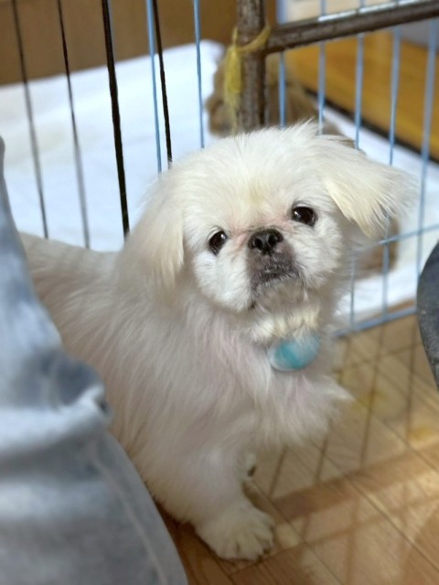 登録している生体