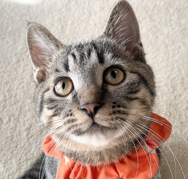 登録している生体