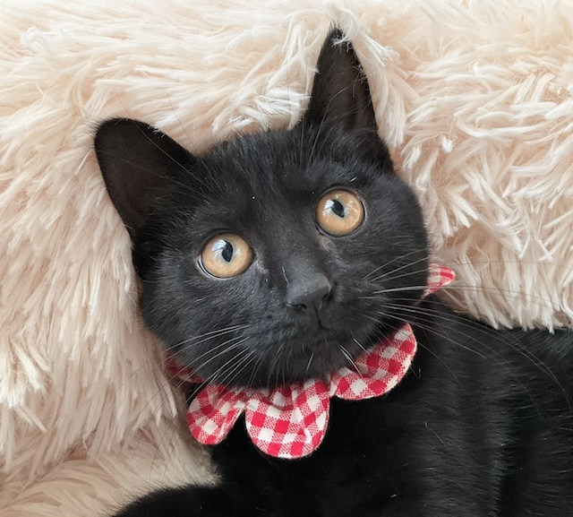 登録している生体