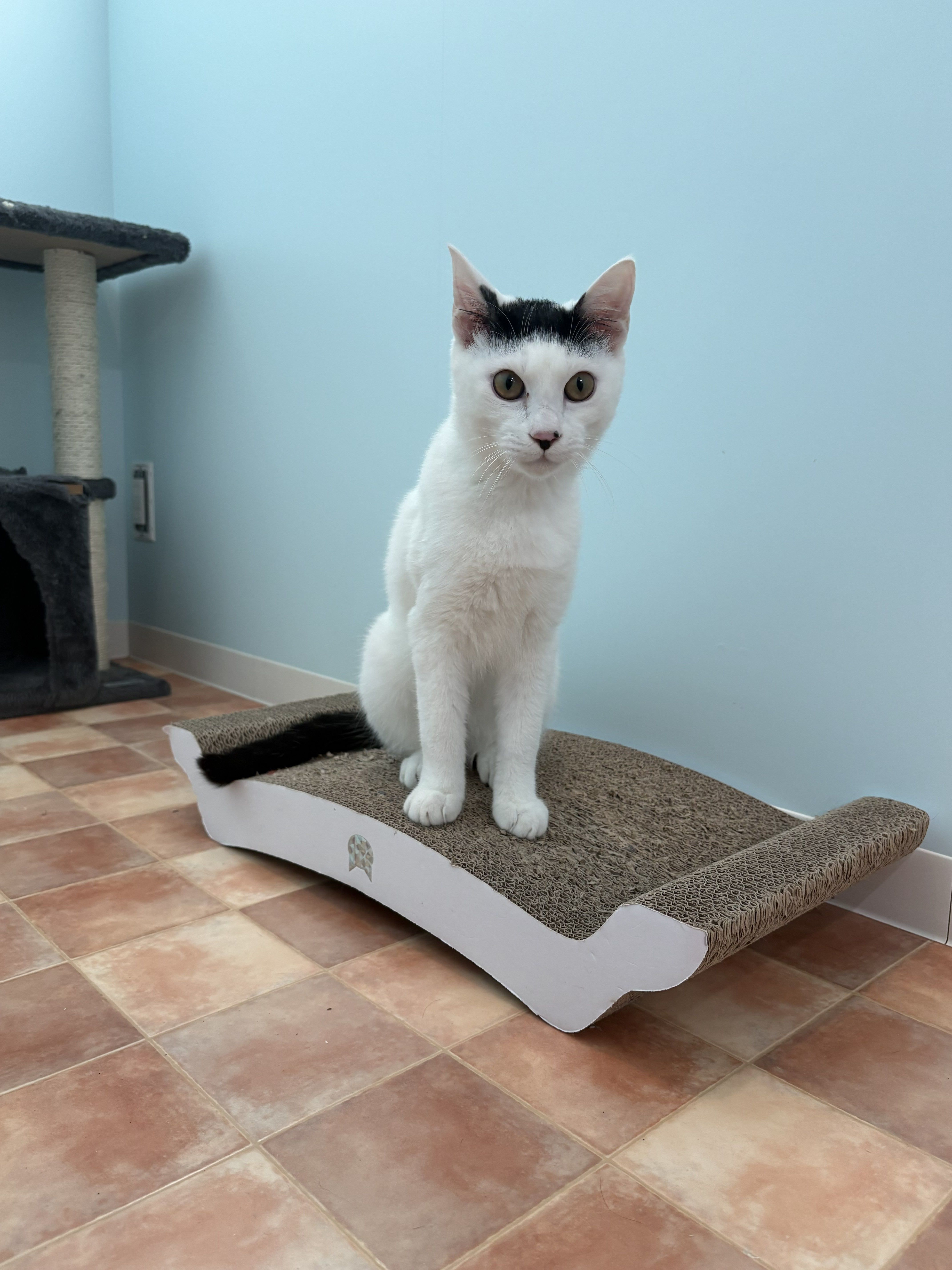 登録している生体