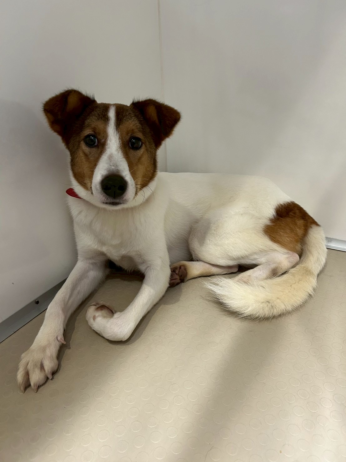 登録している生体