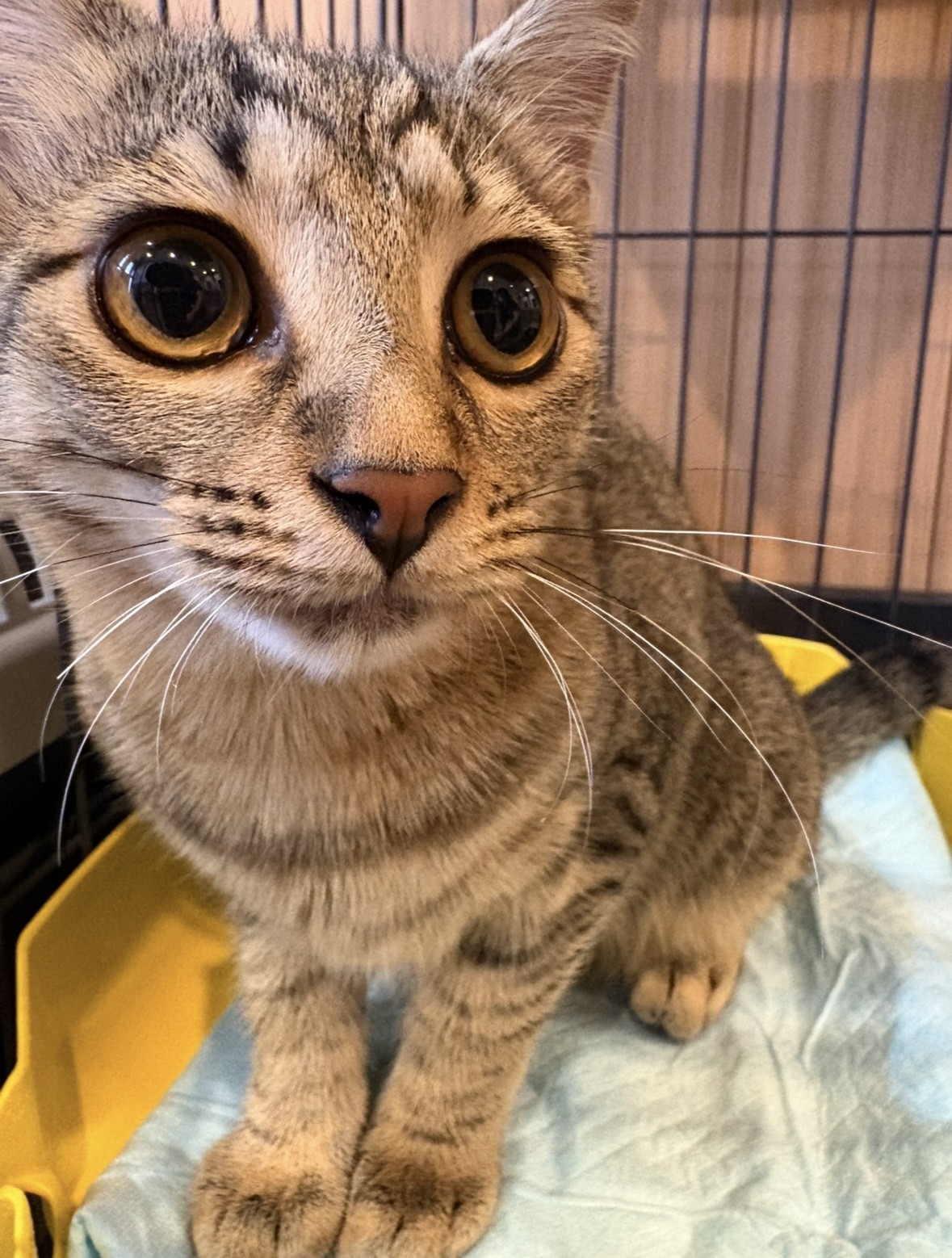 登録している生体