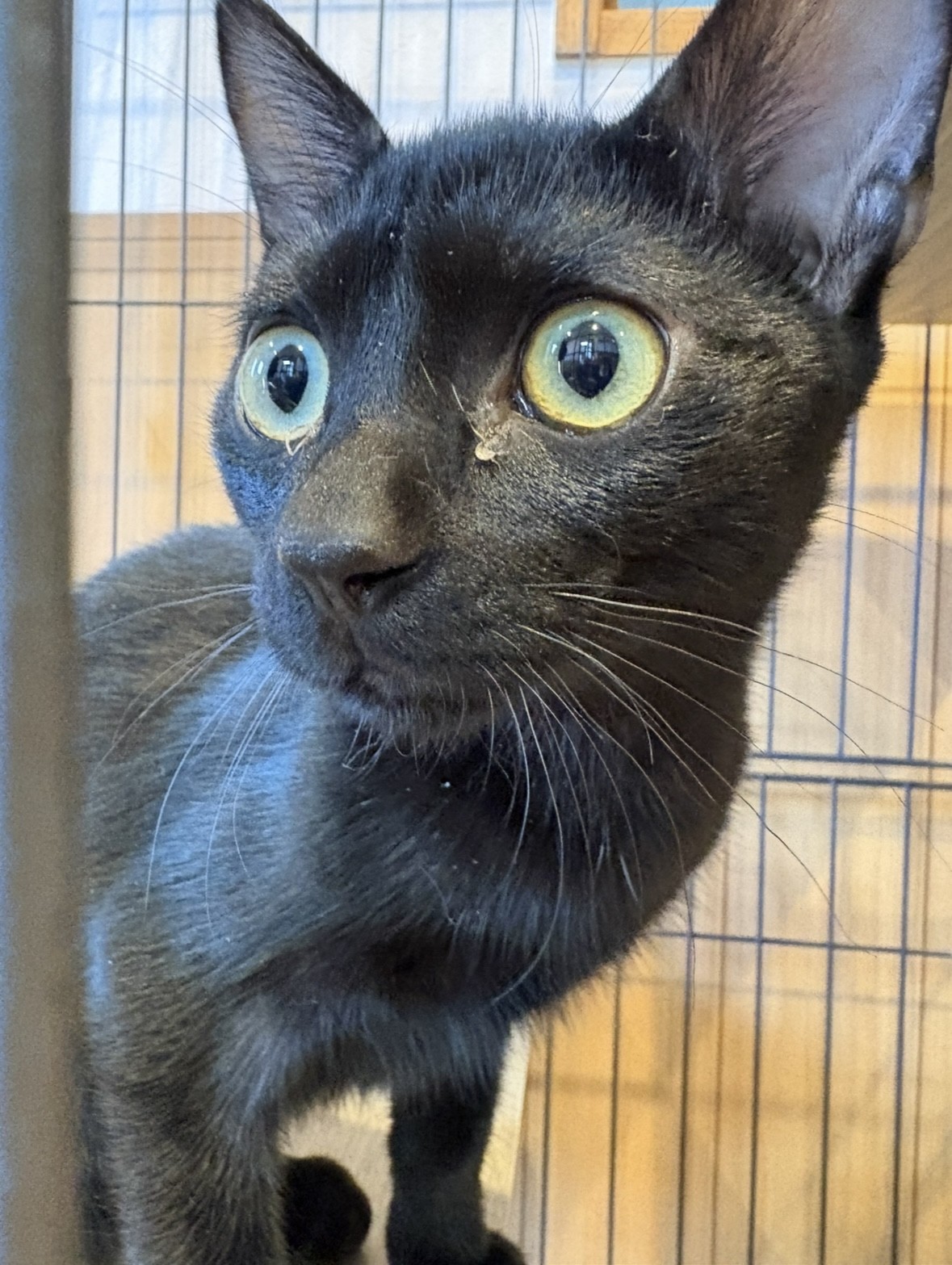 登録している生体