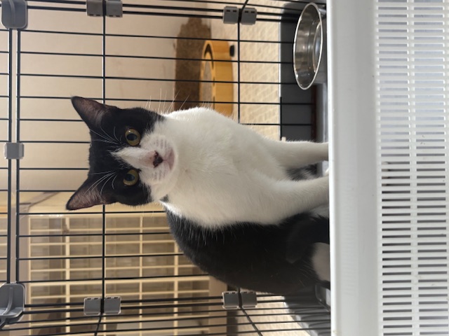 登録している生体