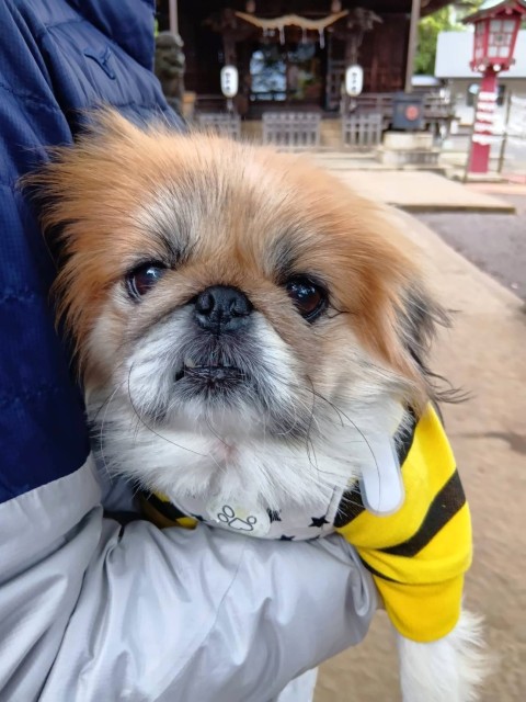 登録している生体