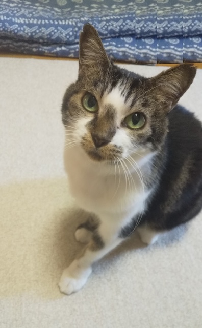 登録している生体