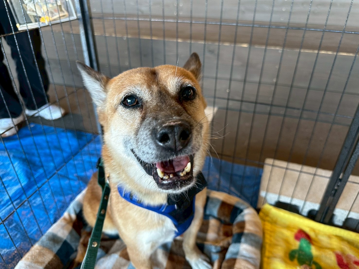 登録している生体