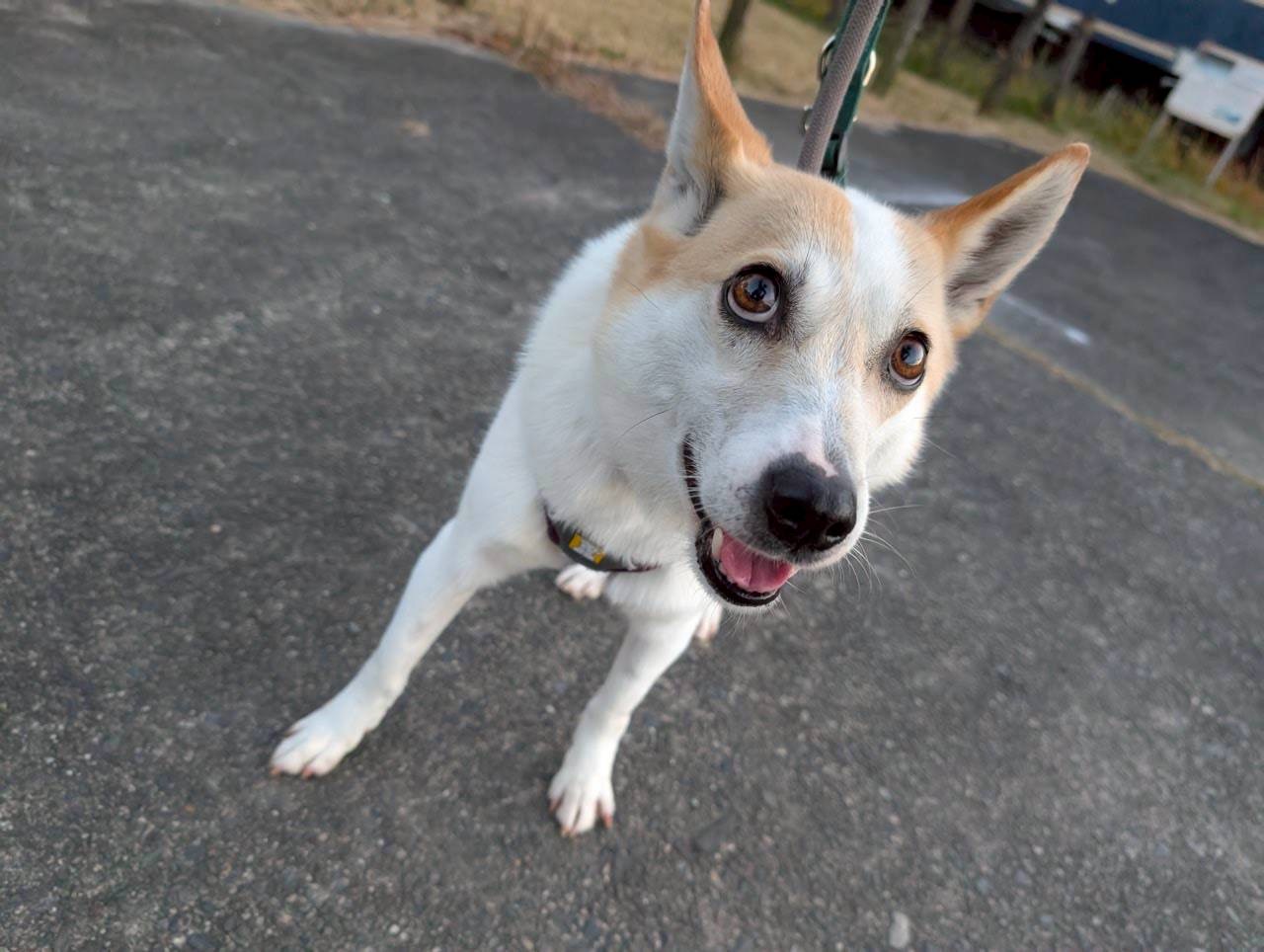 登録している生体