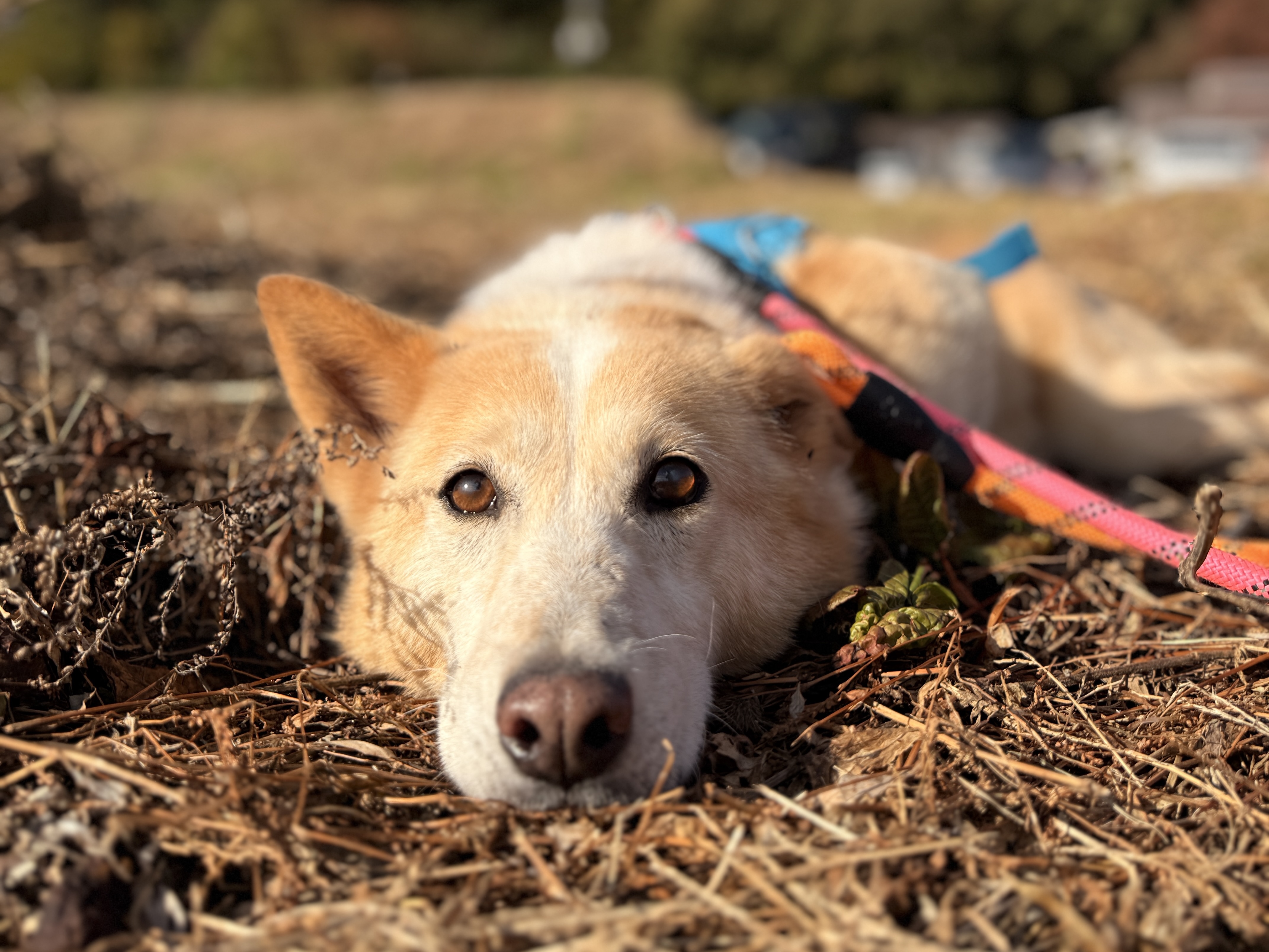 登録している生体