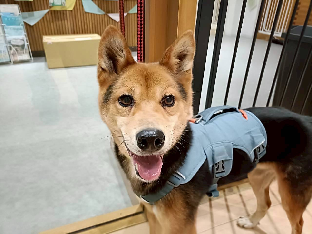 登録している生体