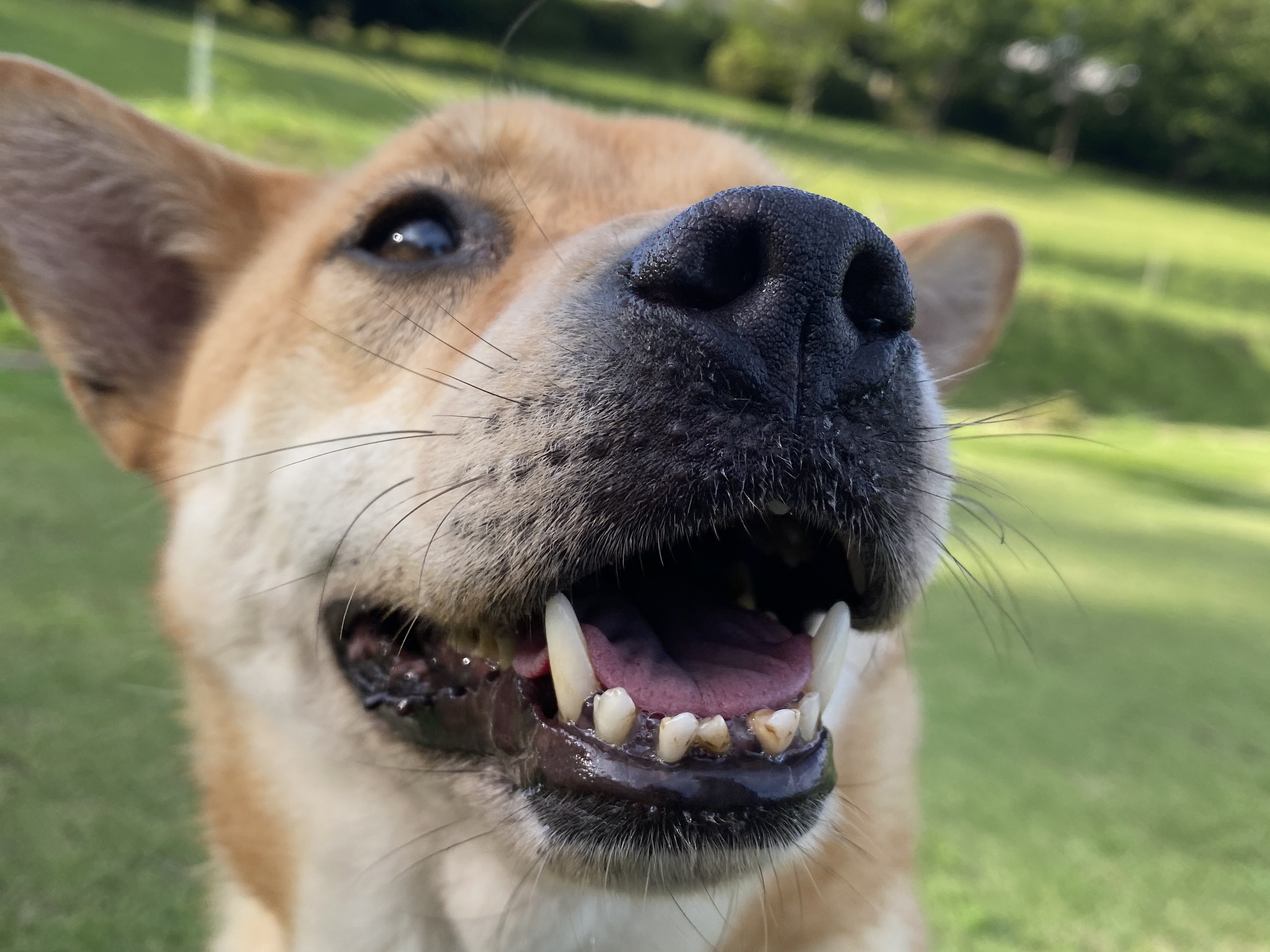 登録している生体