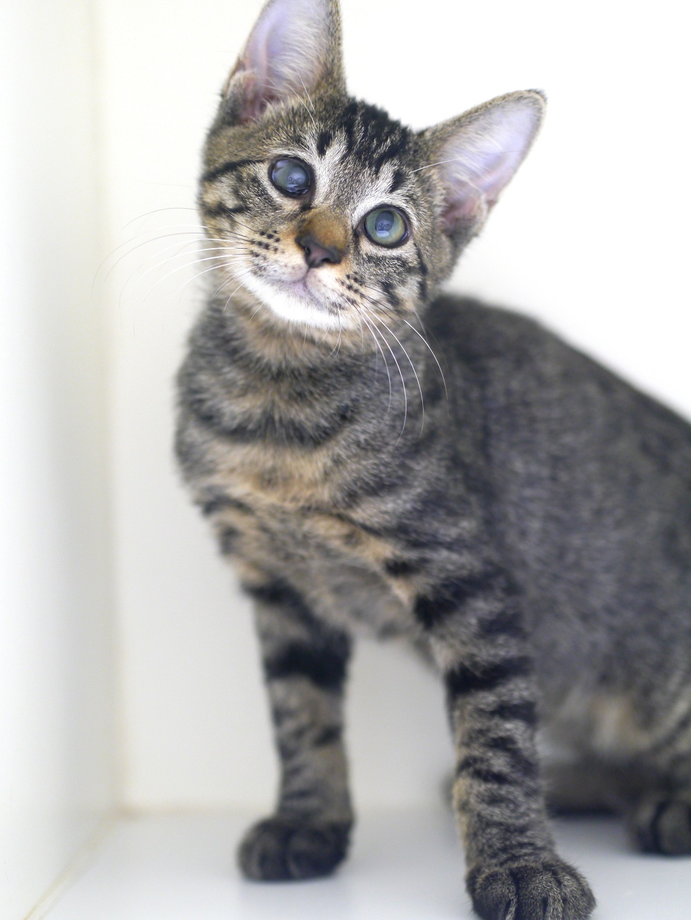 登録している生体