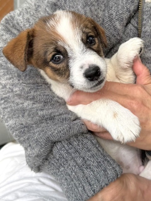 ジャック・ラッセル・テリア