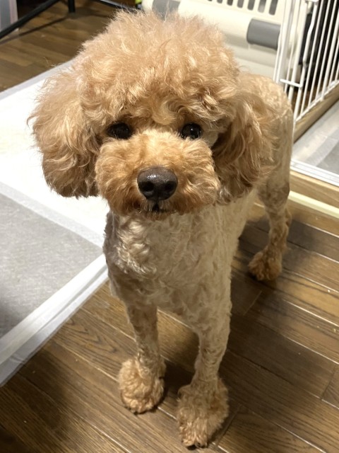 トイ・プードル