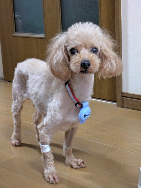 登録している生体