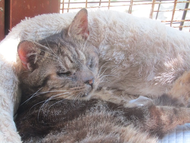 登録している生体