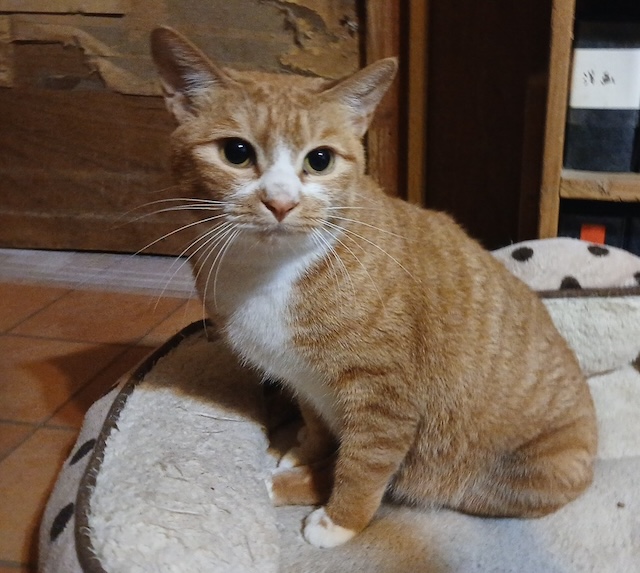 登録している生体