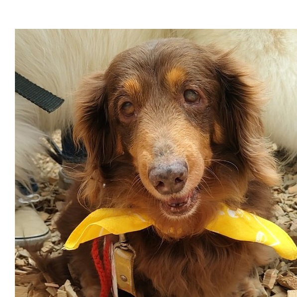 ダックスフンド