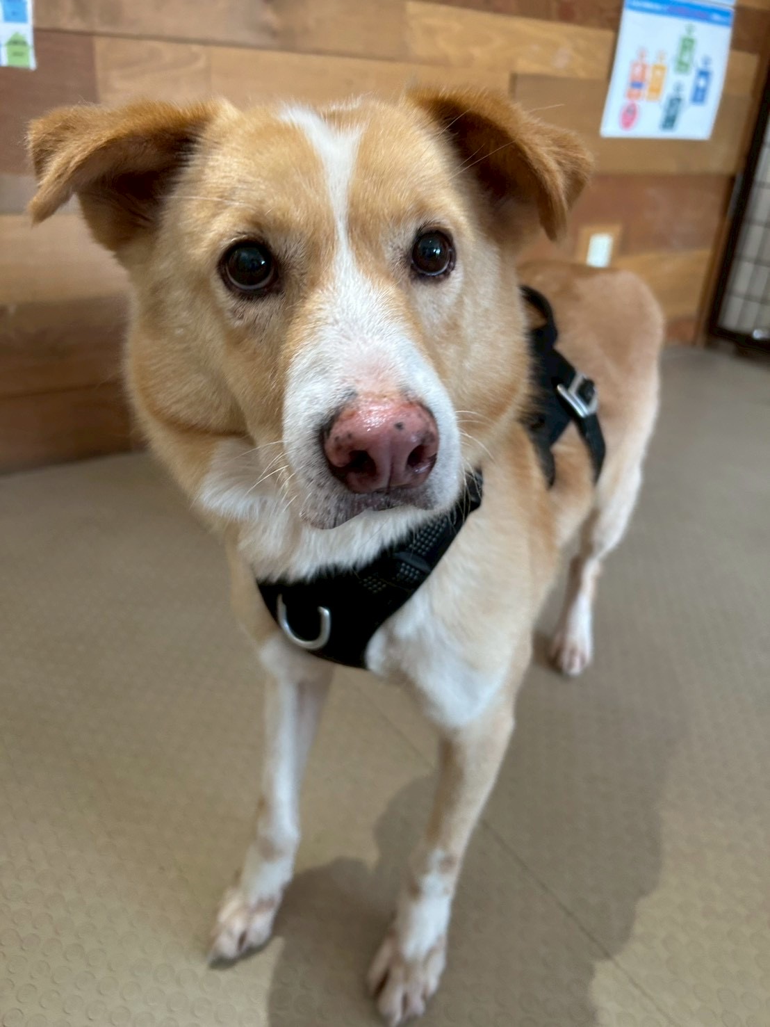 登録している生体