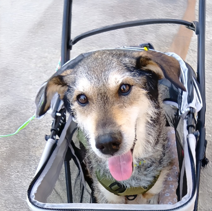 登録している生体