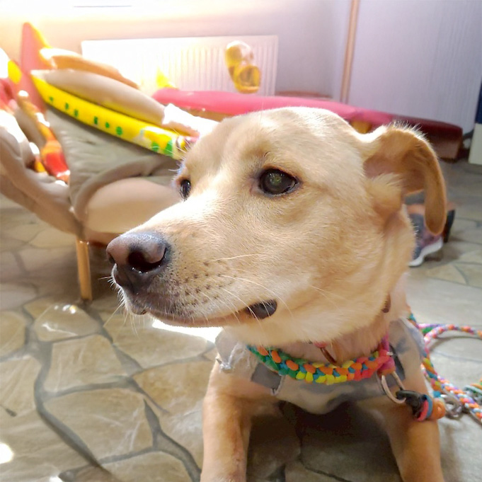 登録している生体