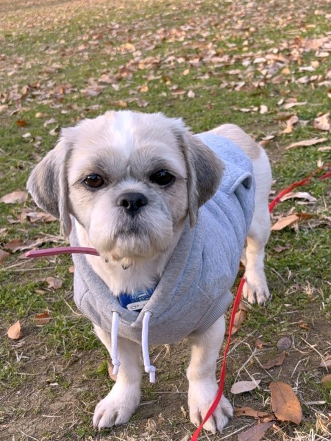 登録している生体