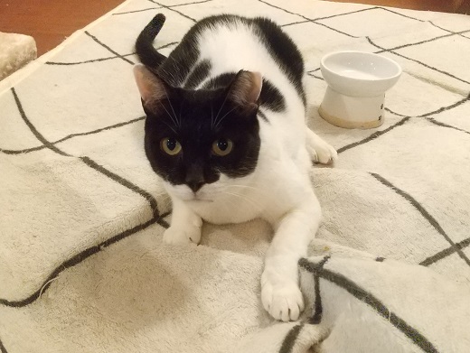 登録している生体