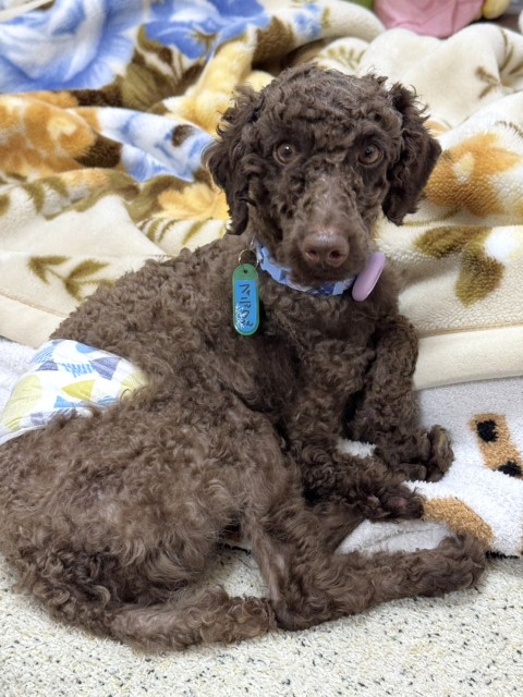 登録している生体