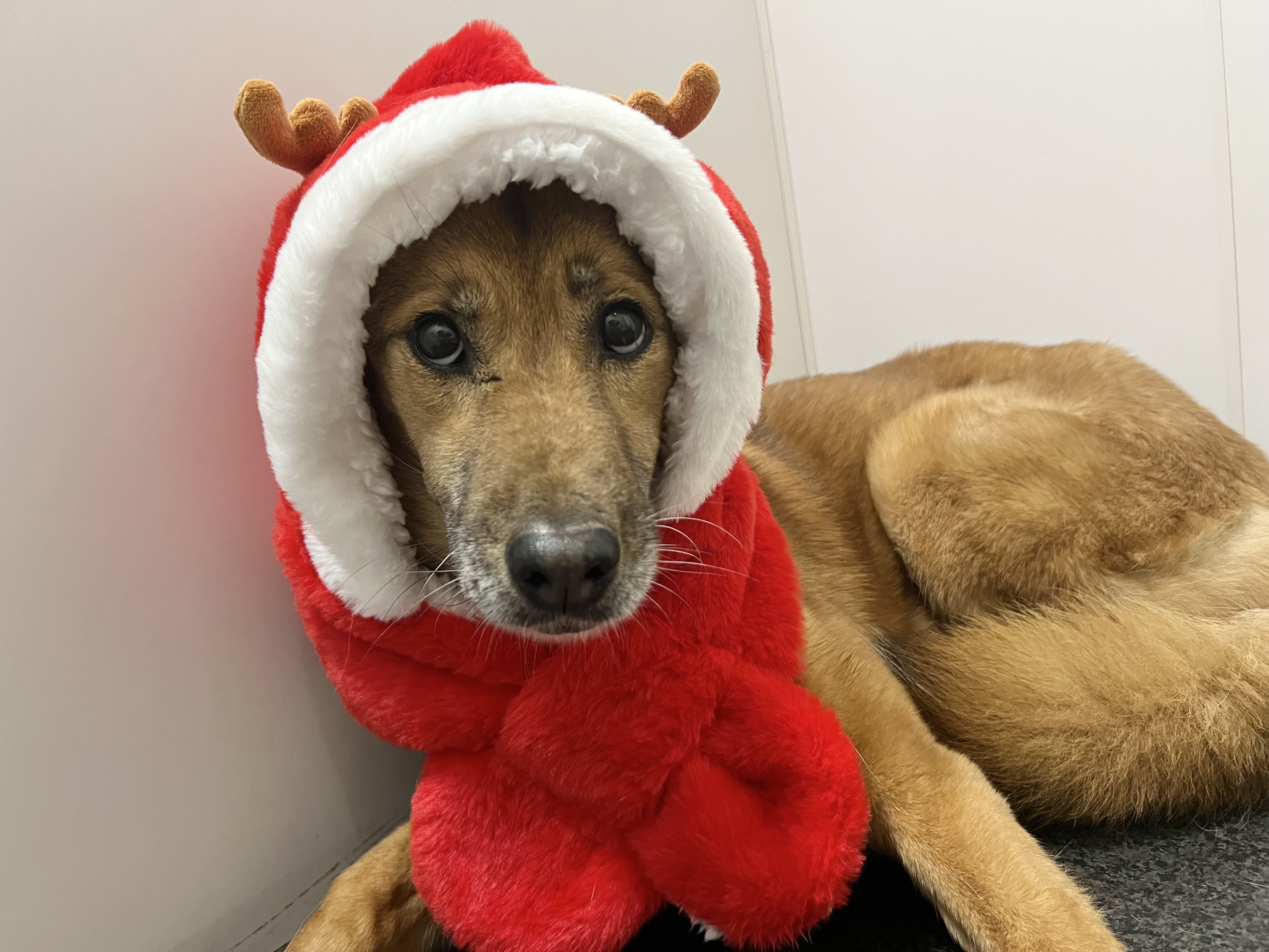 登録している生体