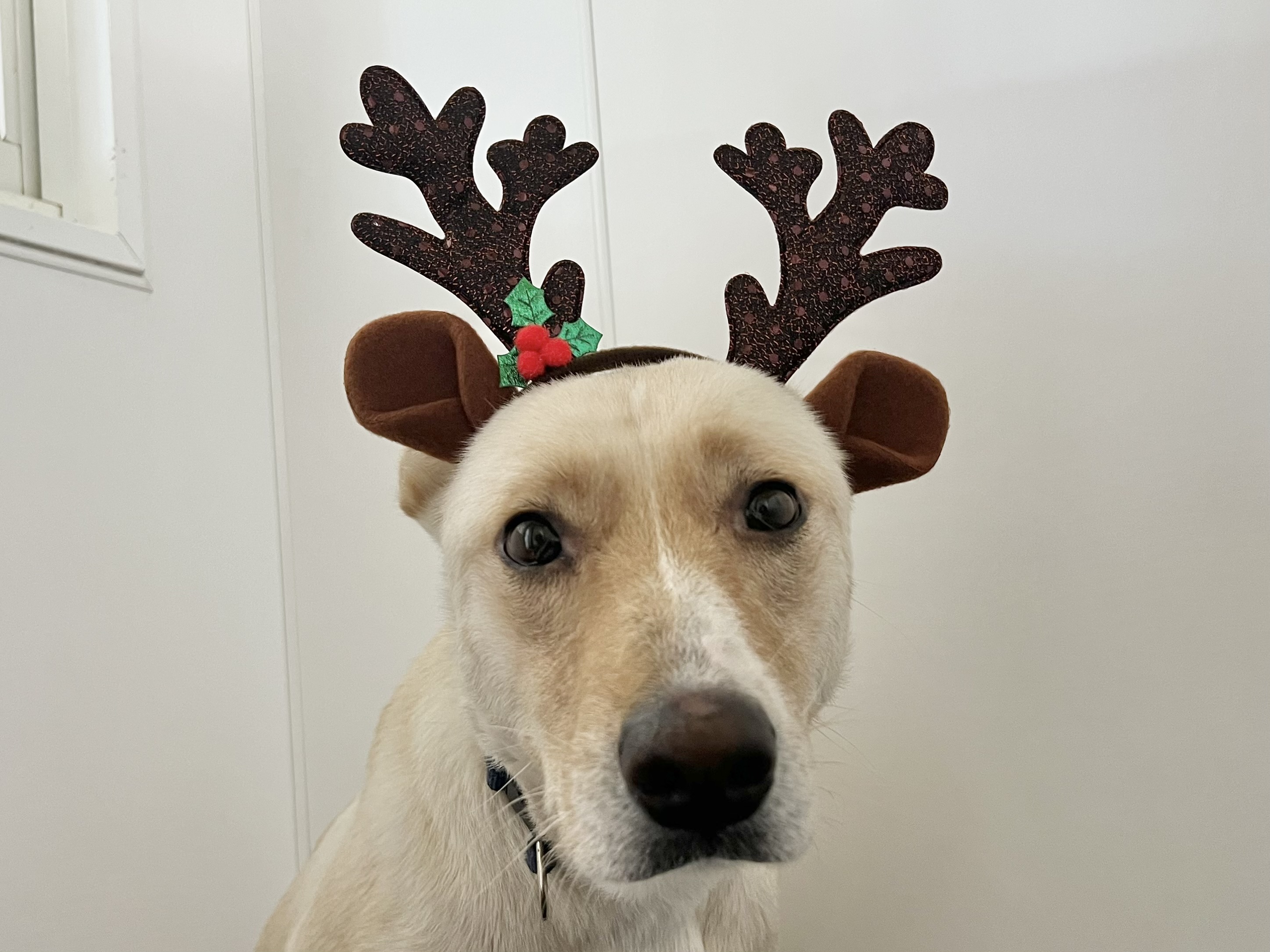 登録している生体