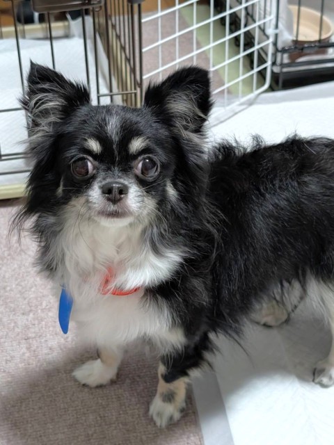 登録している生体