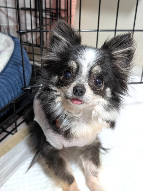 登録している生体