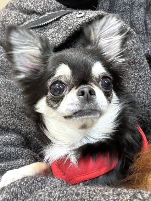 登録している生体