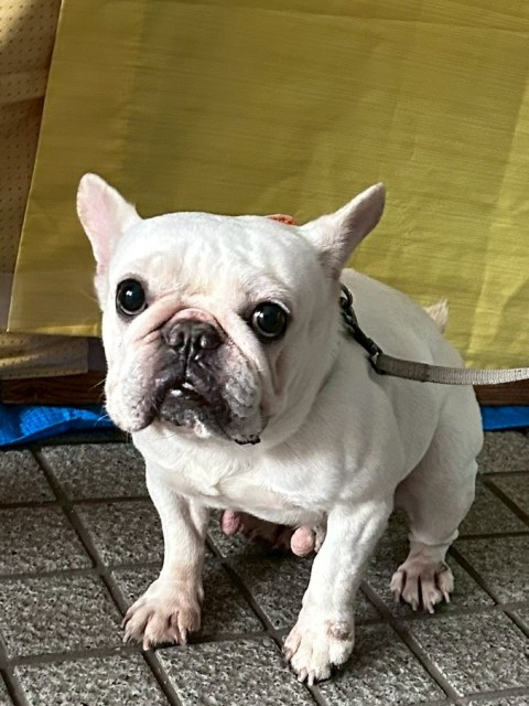 登録している生体