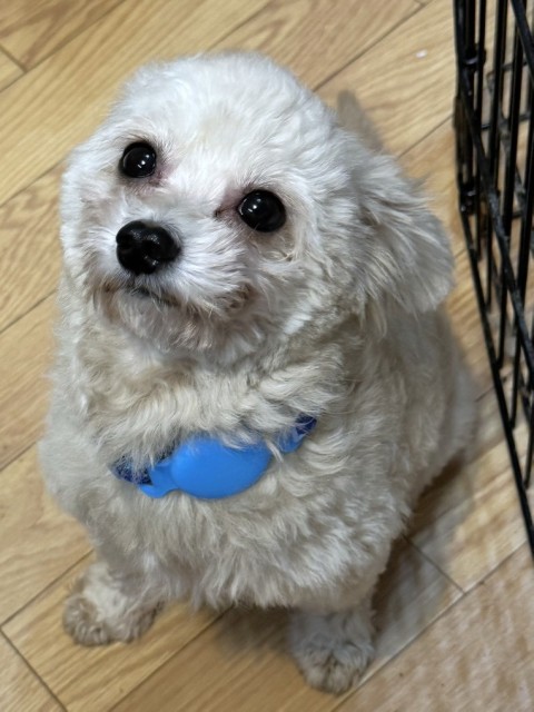 登録している生体