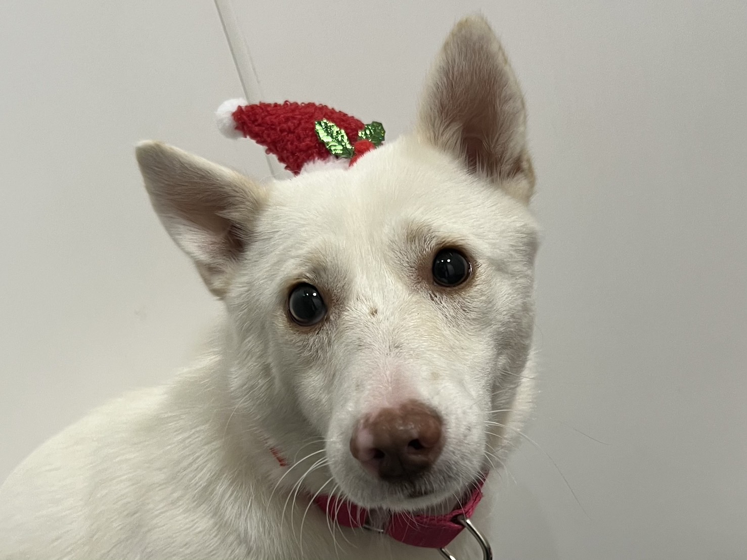 登録している生体