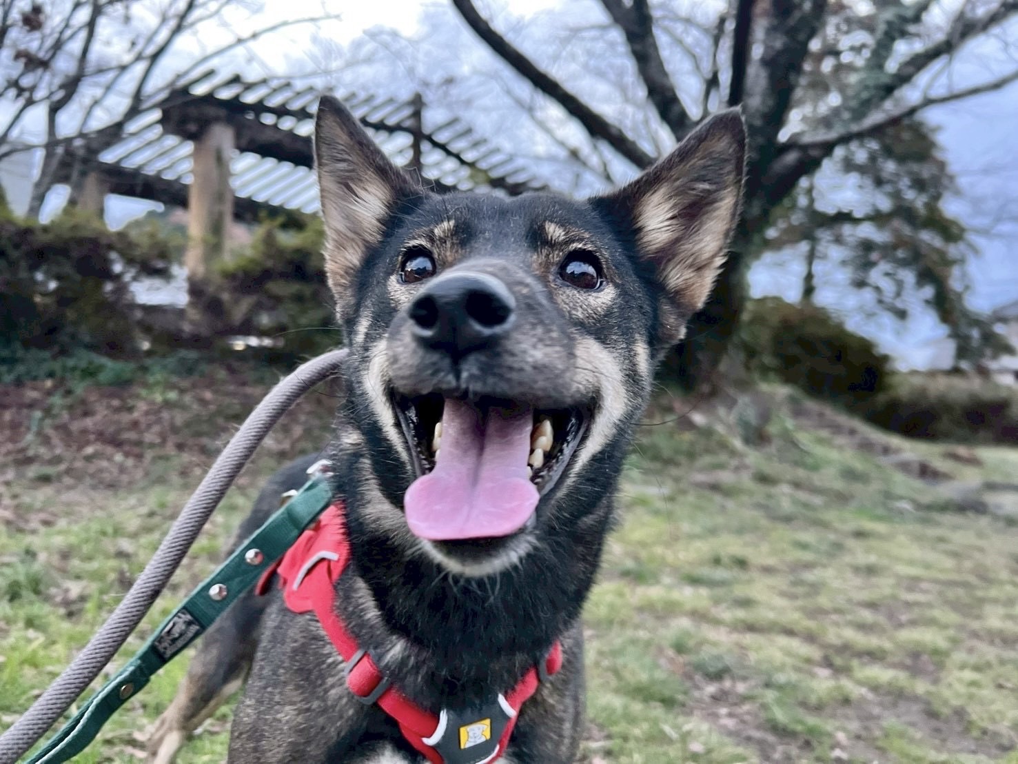 登録している生体