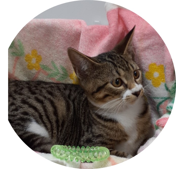 鼻茶キジ／白♀