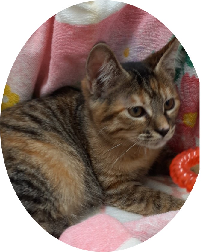 茶／黄トラ♀