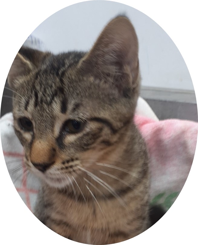 まつげキジトラ♂