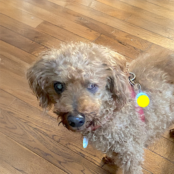 トイ・プードル