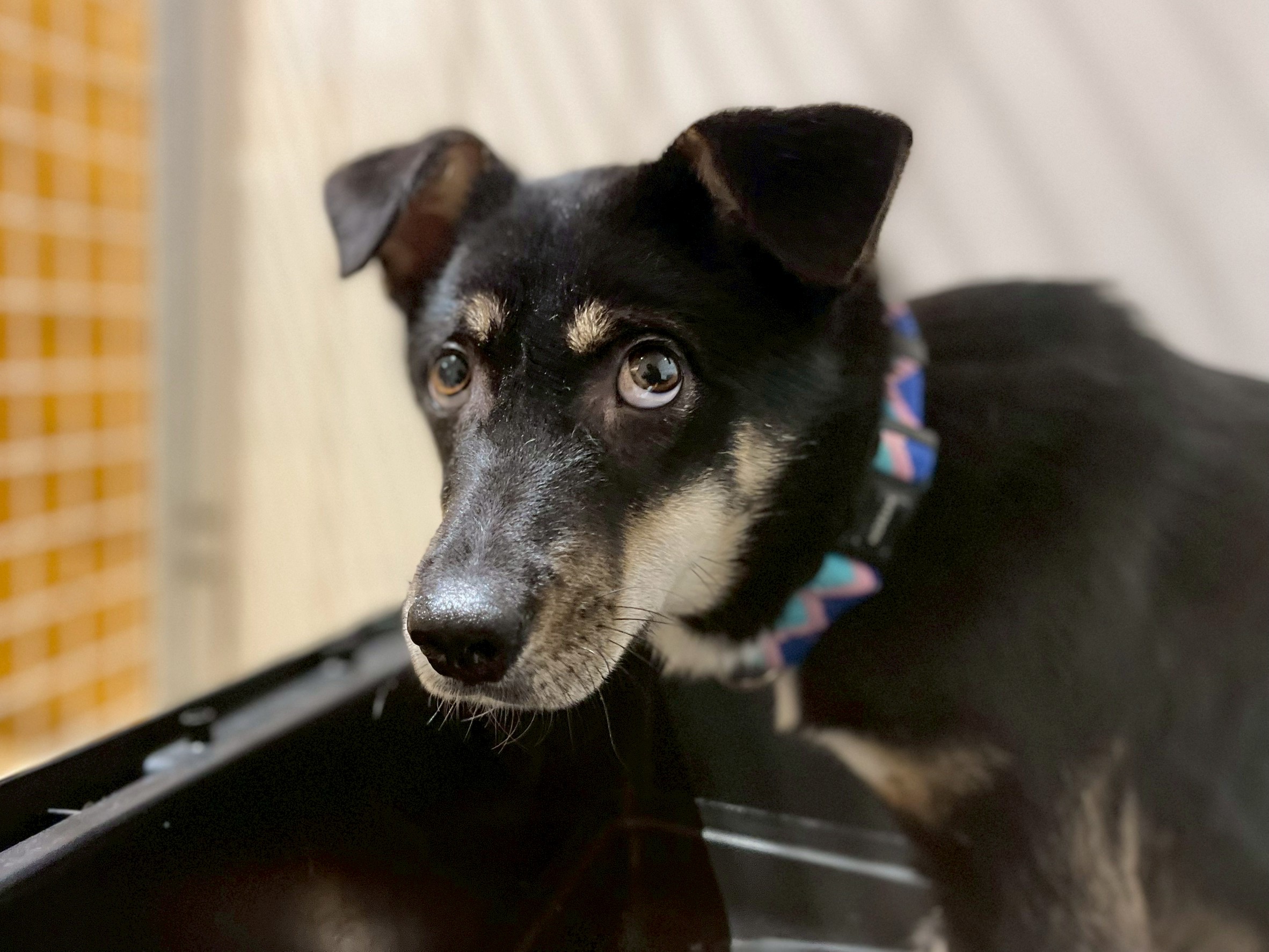 登録している生体