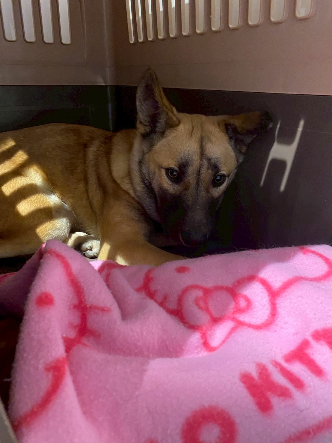 登録している生体