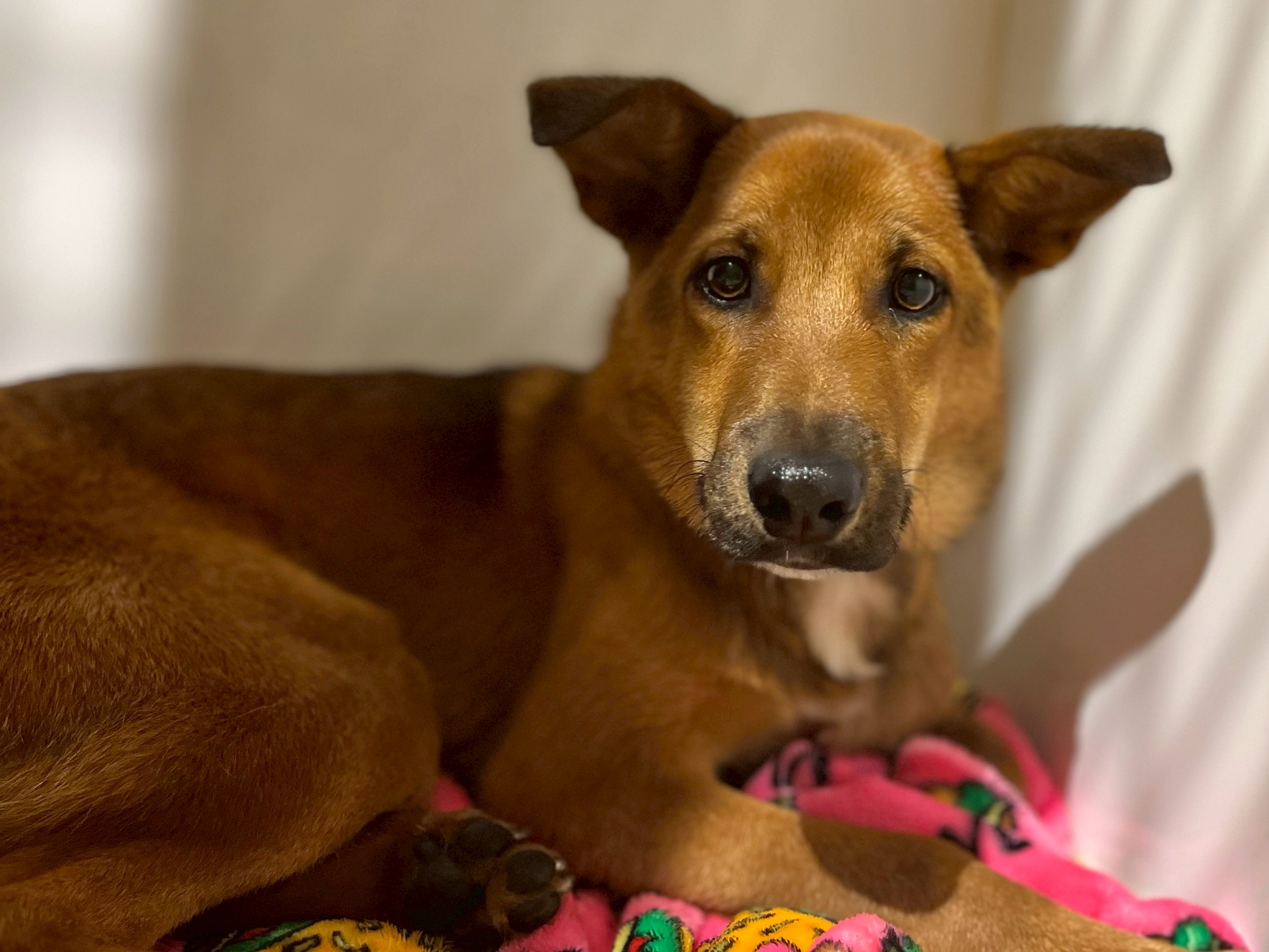 登録している生体